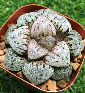 大久保丸叶白银寿 包子型 精养3年 十二卷属多肉植物精品万象玉露