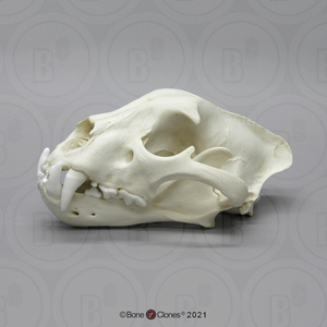 vm非常博物馆boneclones美国定制骨骼美洲豹头骨动物骨头静态模型