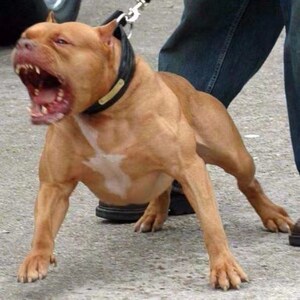 比特犬活体幼犬纯种比特巨型斗狗猎狗看家护院狗宠物3个月凶猛犬