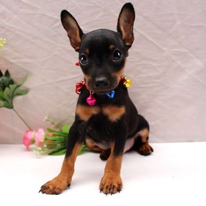 纯种小鹿犬活体宠物小鹿狗幼崽铁包金鹿犬小体茶杯狗狗可爱包活