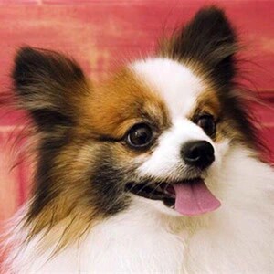 蝴蝶犬活体宠物活物蝴蝶犬柯基听话狗家养黑白长毛狗小狗幼崽便宜