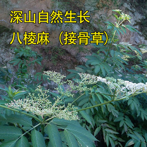 大别山 八棱麻根 接骨草 大臭草 小接骨丹 深山生长