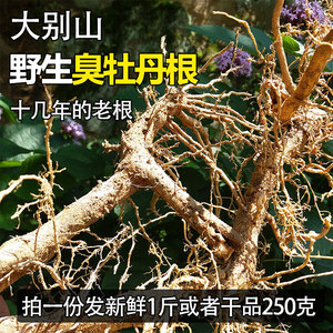 大别山臭牡丹根蒸鸡吃 鲜根野生 新鲜臭枫根 臭八宝野朱桐臭珠捅