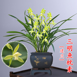 00馨予小欣欣淘宝兰花苗建兰四季兰素心三明鱼枕 原生老种夏带花苞