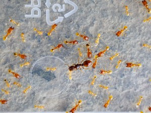 小蚁宙,蚂蚁,黄金大头蚁(后5-5.5毫米,兵3毫米,工1.5毫米)