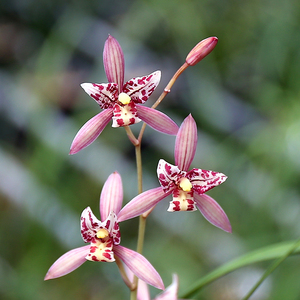 建兰色花红三娘 浓香红花四季兰花苗夏带花苞 好养盆栽绿植花卉