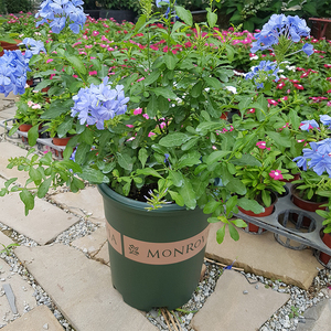 环球加仑盆二代矮胖花盆家用加厚塑料树脂园艺种植盆带托盘阳台大