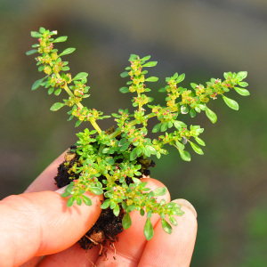 微景观植物小叶冷水花小叶薜荔盆景小盆栽造景室内净化空气吸甲醛