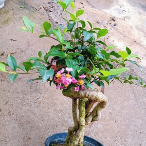 李氏樱桃高提根盆景绿植小精品盆景绿植