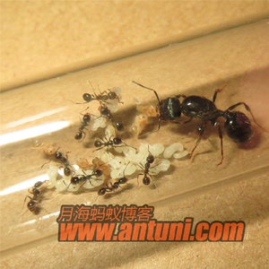 【月海蚁博】工匠收获蚁 宠物蚂蚁 新后 小群