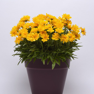 金鸡菊盆栽花苗