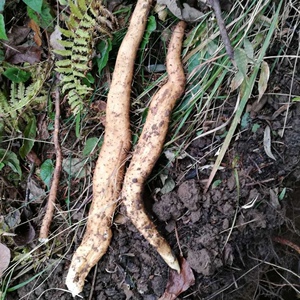 铁棍山药野生