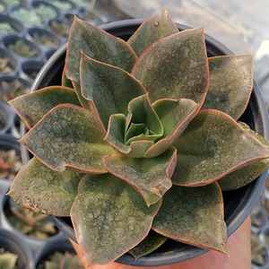 大河之舞大单头11cm 办公室阳台党精美趣味多肉植物绿植盆栽 带盆