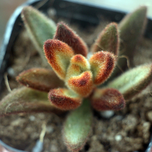 巧克力兔 兔耳朵孙悟空 多肉植物 办公室创意盆栽 带盆发货