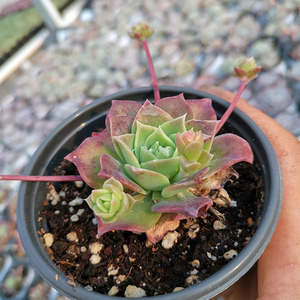 翡翠塔 美丽阁大单头 办公室阳台党精美趣味多肉植物绿植盆栽