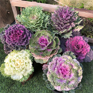 羽衣甘蓝盆栽阳台室外露天地栽花苗耐寒耐冻冬季花卉花园彩色植物