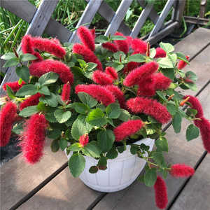 520人付款淘宝红樱吊兰 岁岁红盆栽 红穗铁苋菜 狗尾红 红色吊兰 垂吊