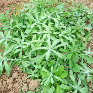 新鲜野生佛耳草清明草鼠曲草田艾草清明果团原料现摘500g(缺货)