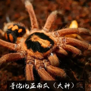 【温顺型】哥伦比亚大南瓜蛛活体宠物爬宠新手入门好养捕鸟蛛