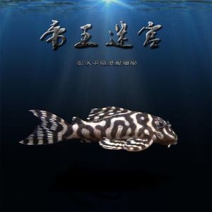 帝王迷宫异型鱼 l333异形鱼.活体观赏鱼,异形鱼