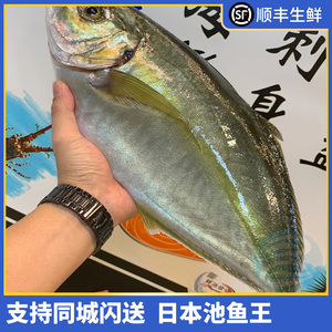 001人付款淘宝池鱼王冰鲜刺身海鲜日料寿司日本缟鲹