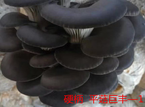蘑菇种子平菇巨丰—1灰黑色品种 一级试管颗粒母种定制原种秋冬种