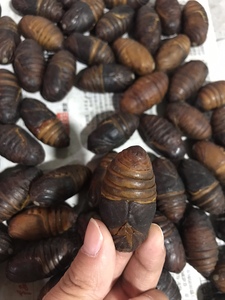 苏汤东北特产小黄蚕蛹新鲜活体茧蛹蔬菜食品补充蛋白质