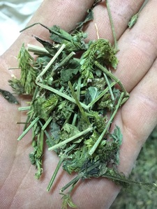 六角英 六角婴 狐狸尾 土夏枯草 假夏枯草 麦穗红 孩儿草500克