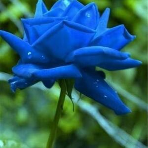 蔷薇花苗爬藤蓝色妖姬