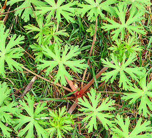 正宗野生中药材老鹳草 鹌子嘴 天罡草 老贯筋 牛筋 老鸹 干品500g