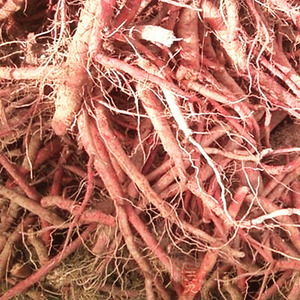 野生酸枣树根 山枣根带皮比酸枣仁助眠好新货 安神助眠1000g包邮