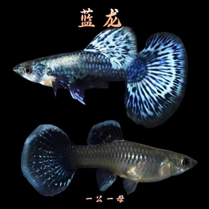 泰国精品蓝龙孔雀鱼活体孕母临产生小鱼热带型淡水小型鱼易活耐养