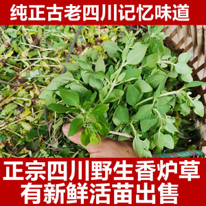 003人付款淘宝四川野生香龙草香炉草香草香如茶香浓