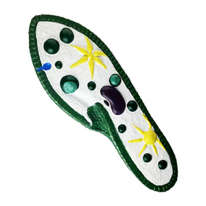 j3219草履虫模型 原生动物皮膜刺丝泡胞咽口沟食物泡细胞质细胞核