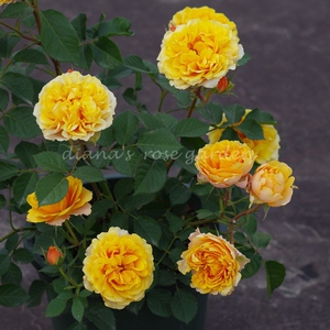 狄安娜的月季花园 月季花 微月 漂亮阳台 多头勤花 适合阳台