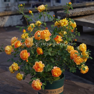 月季花 微月美咲抚子 粉色仙气 勤花有香味阳台狄安娜之约47