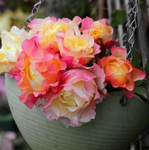 苏英迪 月季日月新品月季复色变色四季开花盆栽绿植