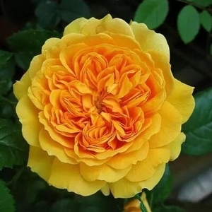 利亚图图 月季花苗大花浓香重瓣灌木