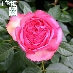 伊芙华尔兹伊芙华尔兹之舞抗病勤花月季花苗园艺z梦幻浓香.