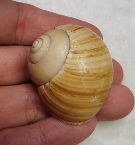 厚重坚螺 xanthomelon pachystylum