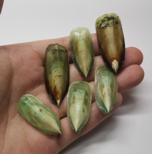 鸭嘴海豆芽 lingula anatina(一个,随机发)