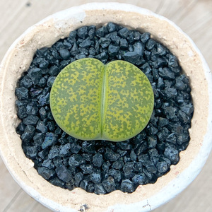 绿紫勋c36a可爱生石花多肉植物小盆栽屁屁石头pp多肉2cm大单头