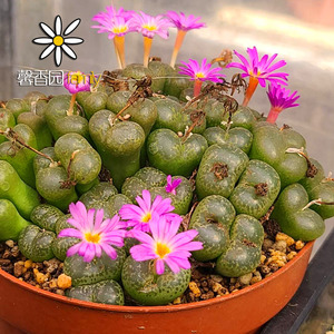 馨香园 肉锥 lithopsoides 流苏玉 肯尼迪 种子 100粒