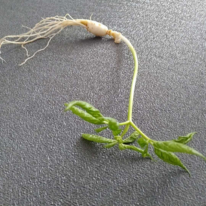 人参苗带叶带盒栽好发货山参新鲜长白山野生活苗煲汤泡酒带土包邮