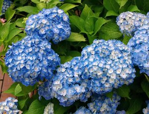 罗斯绣球 新品绣球花苗盆栽绿植庭院花园植物花苗盆栽庭院