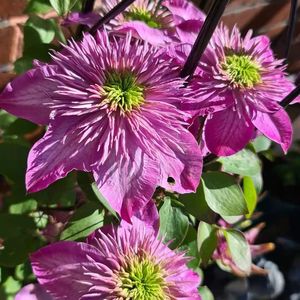 【针皇铁线莲】针皇铁线莲品牌,价格 - 阿里巴巴