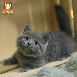 纯种英短蓝猫小奶猫