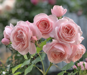 娜荷马 月季 玫瑰 庭院 小苗 大花 浓香藤本 耐热