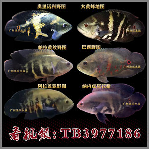 【奥里诺科地图鱼】奥里诺科地图鱼品牌,价格 - 阿里巴巴