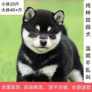 小四眼狗铁包金土狗幼犬中华广西田园犬看家小狗柴犬黑狗宠物活体